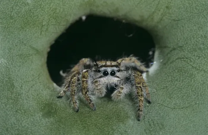 Framed Print : Jumping Spider, Salticidae, adult on Texas Prickly Pear Cactus (Opuntia lindheimeri) Framed Print : Jumping Spider, Salticidae, adult on Texas Prickly Pear Cactus (Opuntia lindheimeri)