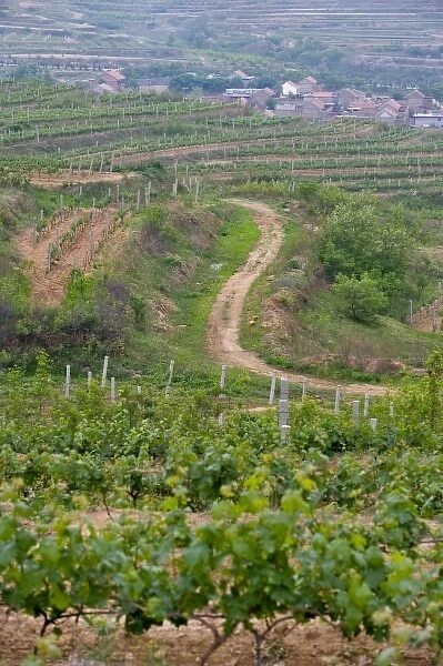 Junding winery, near Penglai, Shandong Province, China, Asia