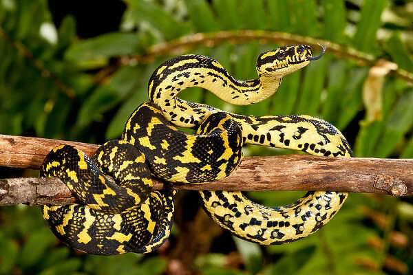 Jungle Carpet Python, Morelia spilotes variegata, Native to Australia and New Guinea