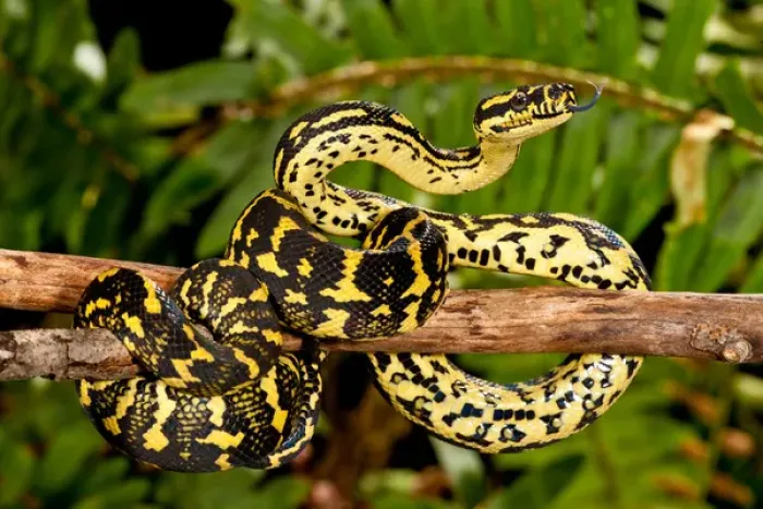 Framed Print : Jungle Carpet Python, Morelia spilotes variegata, Native to Australia and New Guinea Framed Print : Jungle Carpet Python, Morelia spilotes variegata, Native to Australia and New Guinea