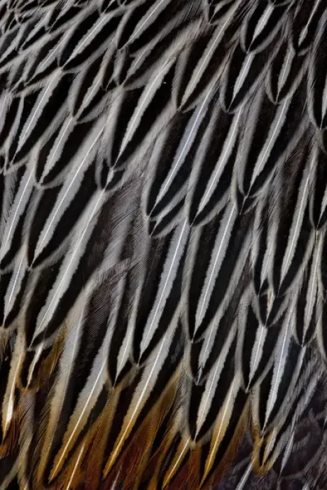 Framed Print : Jungle Cock feathers
