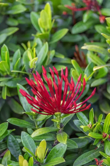 Framed Print : Jungle flame Framed Print : Jungle flame
