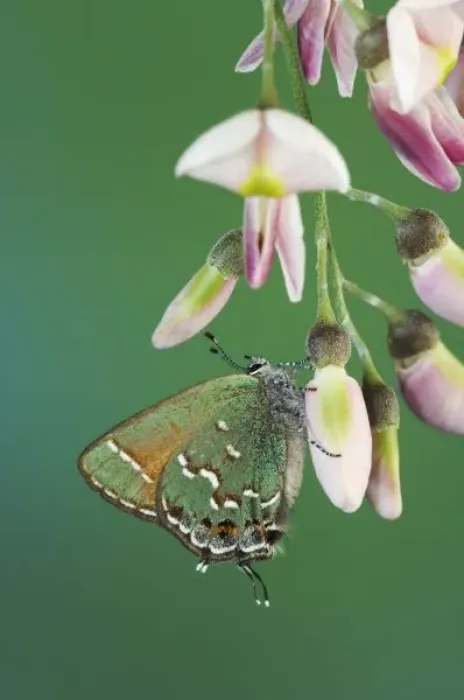 Framed Print : Juniper Hairstreak, Callophrys gryneus, adult on blossom of Eves Necklace (Sophora affinis)