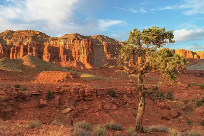 Framed Print : Juniper tree on Panorama Point, Capitol Reef National Park, Utah