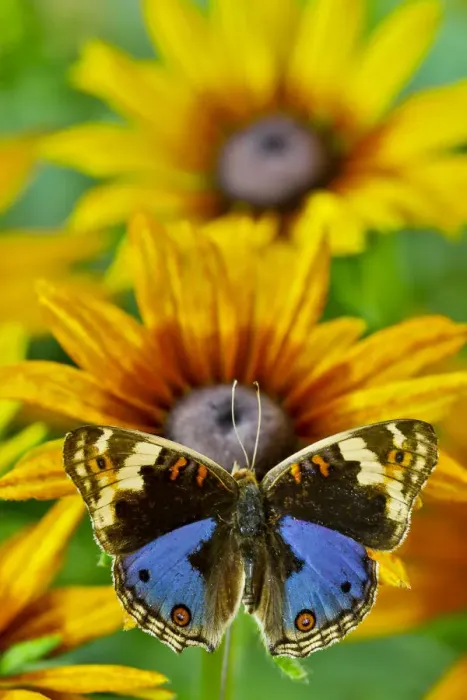 Framed Print : Junonia orithya a small tropical butterfly on golden hirta daisies Framed Print : Junonia orithya a small tropical butterfly on golden hirta daisies