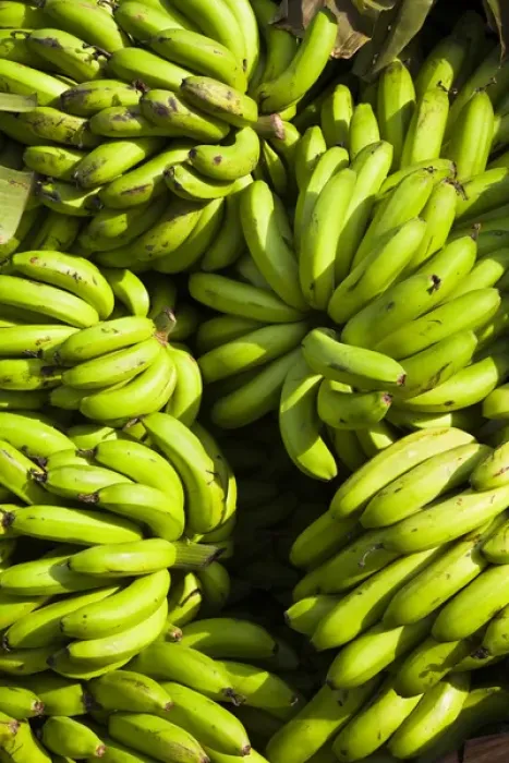 Framed Print : Just harvested Cooking Banana (Musa x paradisiaca) is loaded on a small truck Framed Print : Just harvested Cooking Banana (Musa x paradisiaca) is loaded on a small truck