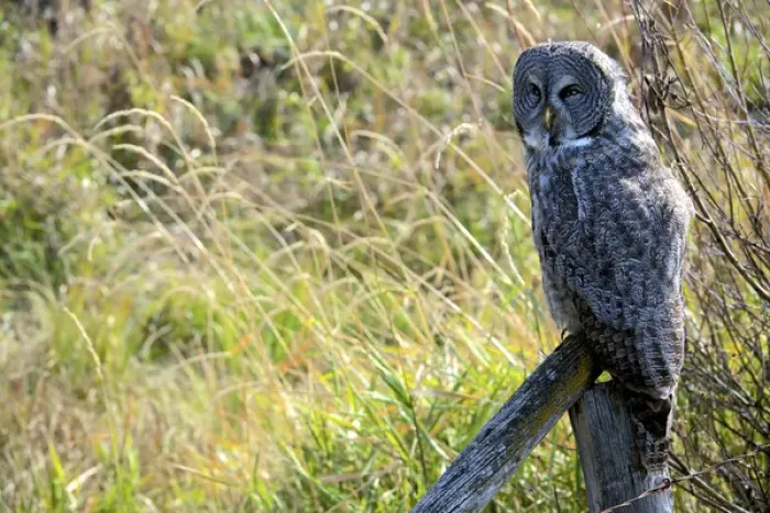 Framed Print : A juvenal Great Grey Owl, the largest owl in the world, is distributed ac ross
