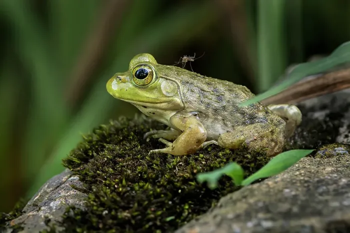 Framed Print : Juvenile American bullfrog with mosquito on its back