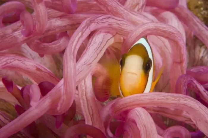 Framed Print : Juvenile Anemonefish (Amphiprion chrysopterus), Banda Sea, Indonesia (RF) Framed Print : Juvenile Anemonefish (Amphiprion chrysopterus), Banda Sea, Indonesia (RF)