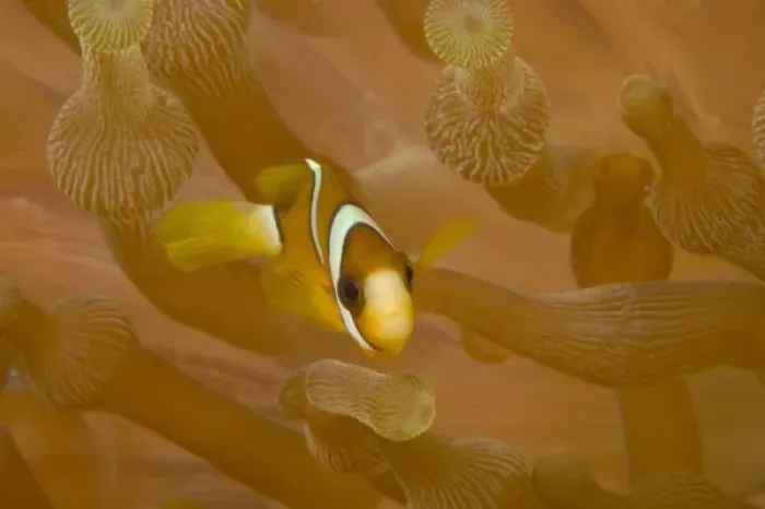 Framed Print : Juvenile Anemonefish (Amphiprion chrysopterus), Banda Sea, Indonesia (RF)