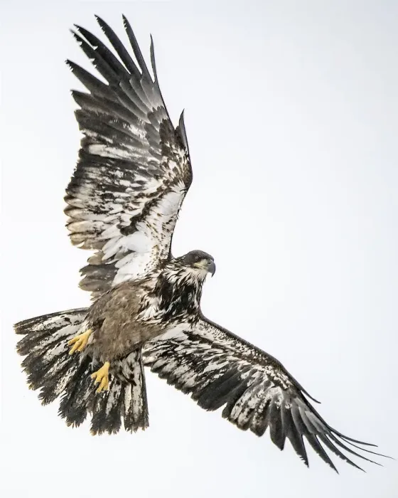 Framed Print : Juvenile Bald Eagle flying above Framed Print : Juvenile Bald Eagle flying above