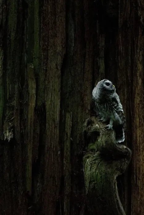 Framed Print : Juvenile barred owl, Strix varia, Stanley Park, British Columbia Framed Print : Juvenile barred owl, Strix varia, Stanley Park, British Columbia