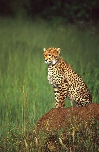 Juvenile Cheetah on the Look Out, Acinonyx jubatus, Tanzania Africa 2005