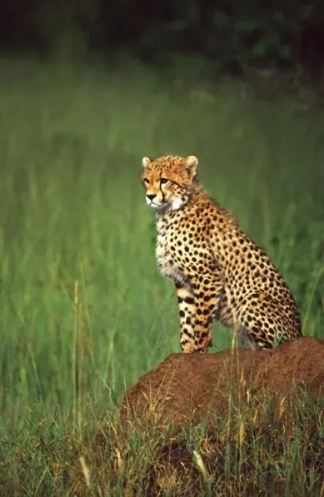 Framed Print : Juvenile Cheetah on the Look Out, Acinonyx jubatus, Tanzania Africa 2005