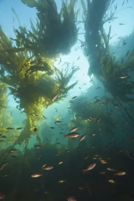 Framed Print : Juvenile Copper Rockfish hiding among, Giant Kelp (Macrocystis integrefolia), Browning Passage Framed Print : Juvenile Copper Rockfish hiding among, Giant Kelp (Macrocystis integrefolia), Browning Passage