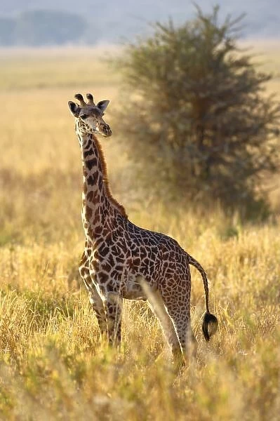 Juvenile Giraffe