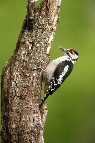 Juvenile Great Spotted Woodpecker (Dendrocopus major) on tree, England
