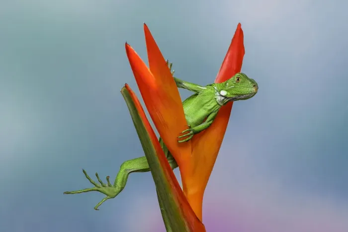 Framed Print : Juvenile Iguana lounging in red bromeliad, Florida Framed Print : Juvenile Iguana lounging in red bromeliad, Florida