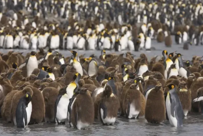 Framed Print : Juvenile King penguins, known as oakum boys creche together in the largest king penguin Framed Print : Juvenile King penguins, known as oakum boys creche together in the largest king penguin