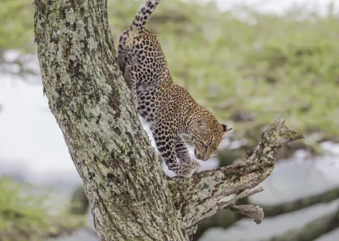 Framed Print : Juvenile leopard descends tree, front paws on branch below it, rear paws against