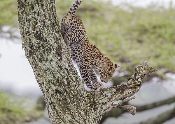 Juvenile leopard descends tree, front paws on branch below it, rear paws against