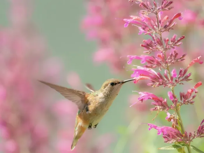 Framed Print : Juvenile male Calliope hummingbird feeding on agastache flowers, New Mexico Framed Print : Juvenile male Calliope hummingbird feeding on agastache flowers, New Mexico