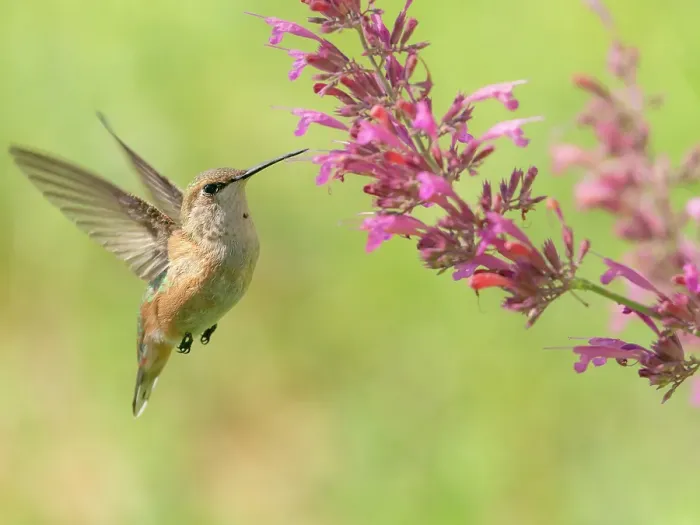 Framed Print : Juvenile male Calliope hummingbird feeding on agastache flowers, New Mexico Framed Print : Juvenile male Calliope hummingbird feeding on agastache flowers, New Mexico