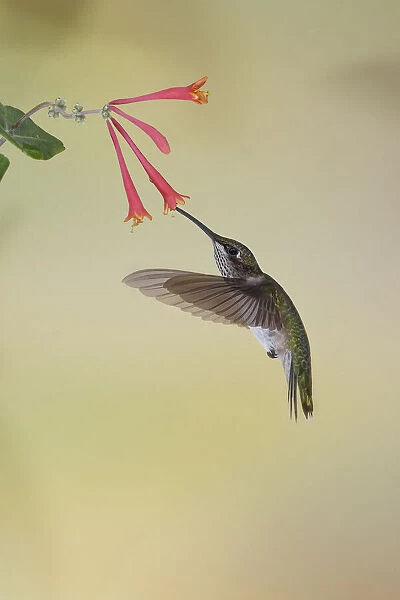 Juvenile male Ruby-throated hummingbird in flight feeding on honeysuckle, Kentucky