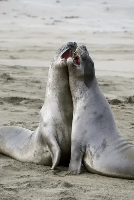 Framed Print : Juvenile northern elephant seals sparring, Mirounga angustirostris, San Luis Obispo