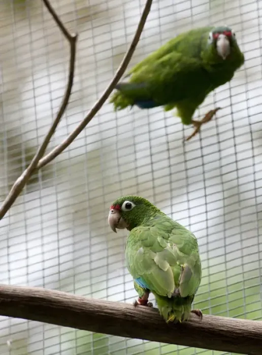 Framed Print : Juvenile Puerto Rican Parrots for future release, Amazonia vitatta, Rio Abajo Aviary