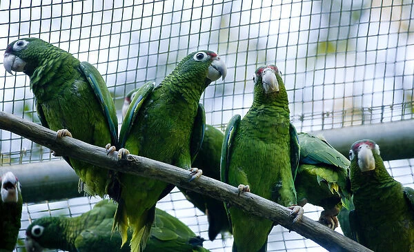 Juvenile Puerto Rican Parrots for future release, Amazonia vitatta, Rio Abajo Aviary