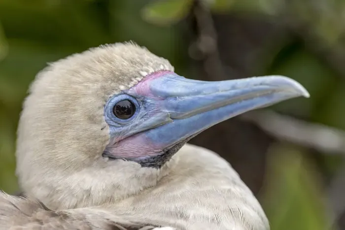 Framed Print : Juvenile Red-footed booby. Genovesa Island, Galapagos Islands, Ecuador