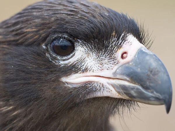 Juvenile with typical pale skin in face. Striated Caracara or Johnny Rook, protected