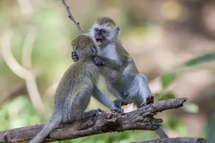 Framed Print : Two juvenile vervet monkey (Cercopithecus aethiops) balance on a log fighting, Lake Framed Print : Two juvenile vervet monkey (Cercopithecus aethiops) balance on a log fighting, Lake