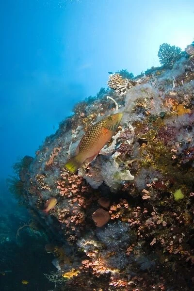 juvenile wrasse, Scuba Diving at Apo Island, 10km from Dumaguete, capital of Negro Oriental Island