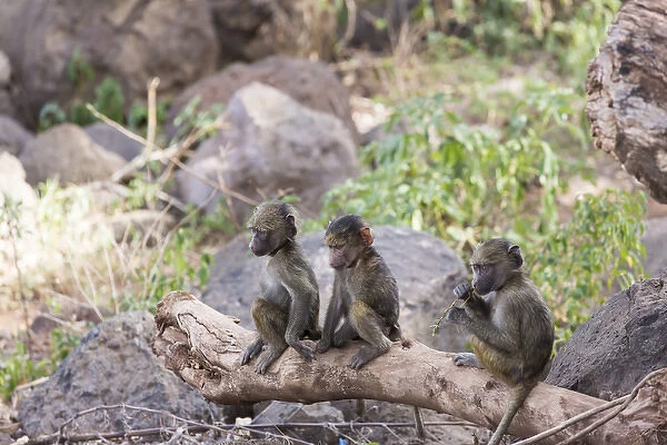 Three juvenile yellow baboons (Papio cynocephalus) sitting together on a log, one