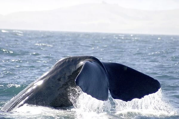 Kaikoura, New Zealand. Whale watching is the main draw of the sleepy south island town of Kaikoura