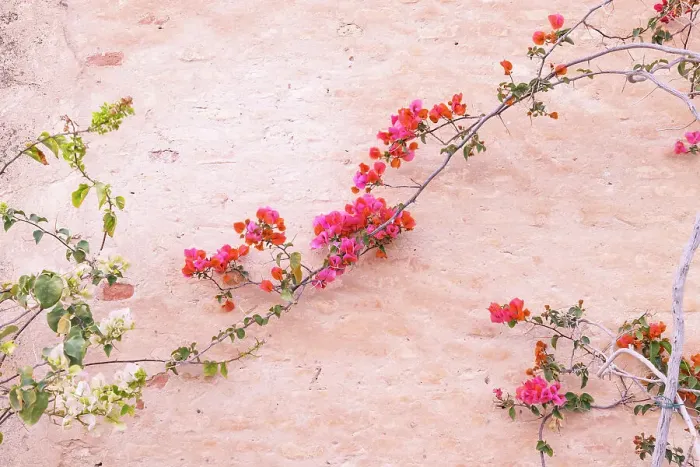 Framed Print : Kairouan, Tunisia. Flowers against a wall in the city of Kairouan