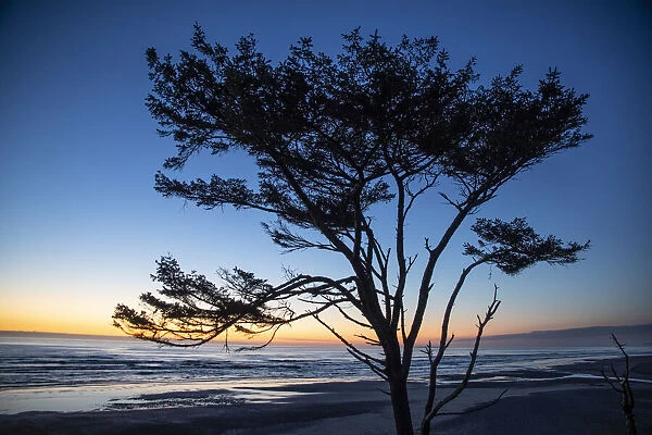 Kalaloch Beach, Olympic Peninsula, wind blown tree