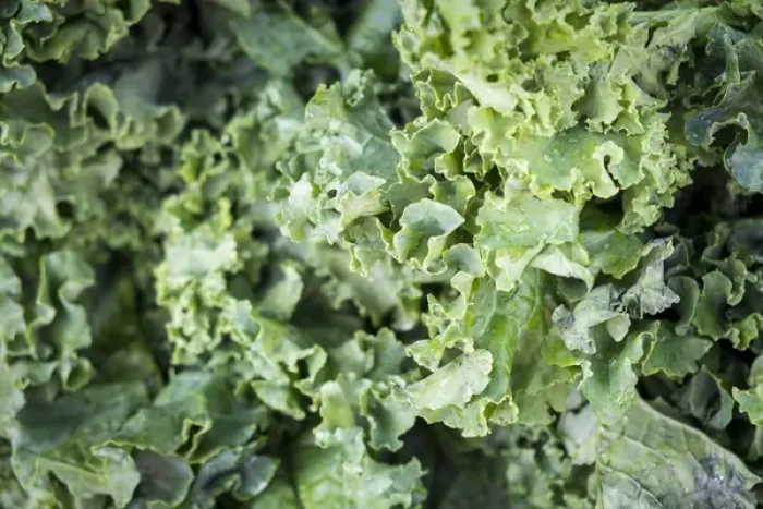 Framed Print : Kale for sale at a farmers market, Charleston, South Carolina. USA Framed Print : Kale for sale at a farmers market, Charleston, South Carolina. USA