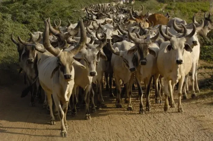 Framed Print : Kanarej cattle belonging to the Jhalavadi Rabari subgroup found around the Little Rann of Kutch Framed Print : Kanarej cattle belonging to the Jhalavadi Rabari subgroup found around the Little Rann of Kutch