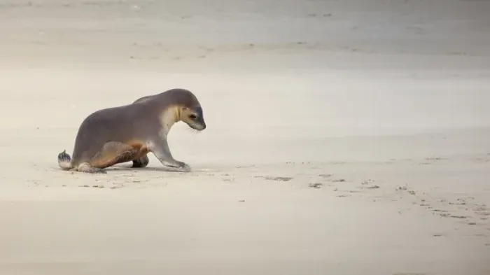 Framed Print : Kangaroo Island, Australia, Sea Lion Pup