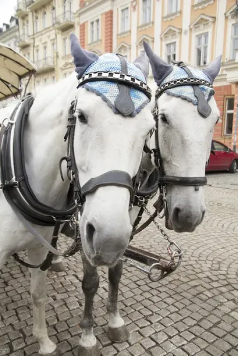 Framed Print : Karlovy Vary, Czech Republic. Horses on cobblestone Karlovy Vary street Czech Republic