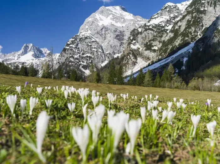 Framed Print : The Karwendel Mountain Range near Gramai in valley Falzthurntal during spring close Framed Print : The Karwendel Mountain Range near Gramai in valley Falzthurntal during spring close