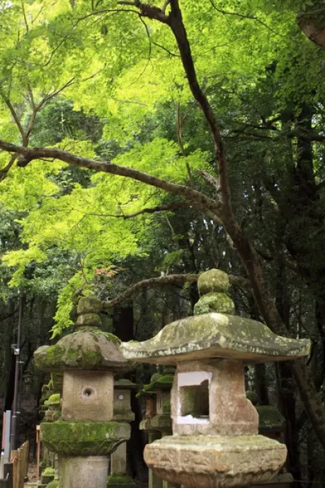 Framed Print : Kasuga-Taisha Shrine in Nara, Japan is famous for its large number of ancient stone