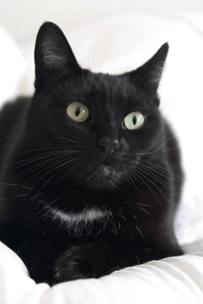 Katishaw, female black and white domestic short haired cat, CA