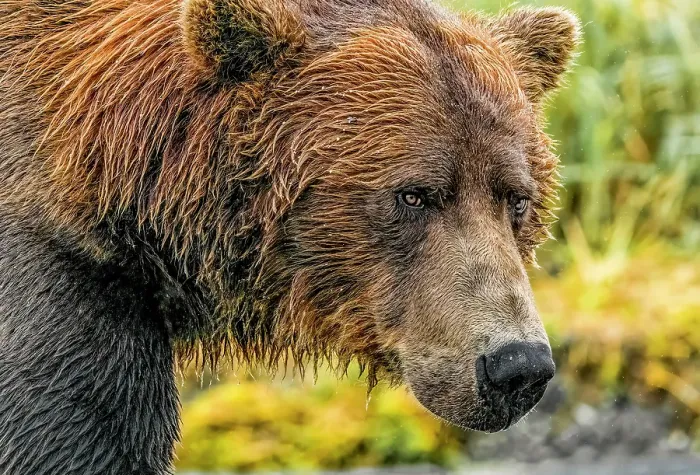Framed Print : Katmai National Park, Alaska. Close-up portrait of large male brown bear fishing for salmon during the fall salmon run Framed Print : Katmai National Park, Alaska. Close-up portrait of large male brown bear fishing for salmon during the fall salmon run