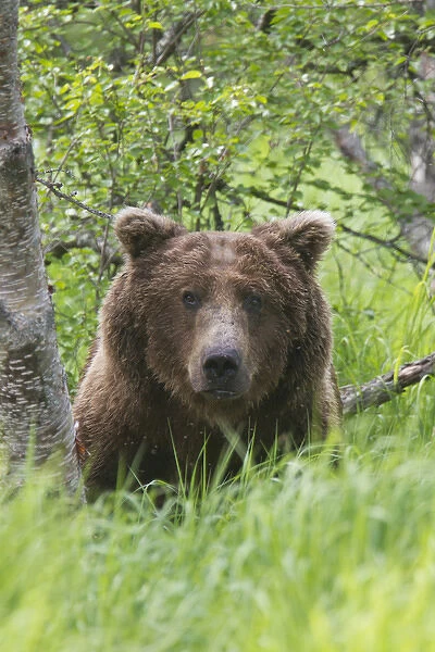 Katmai National Park, Alaska, a brown bear looks out from tall grass