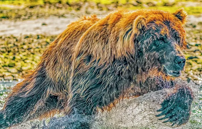Framed Print : Katmai National Park, Alaska. Portrait of large male brown bear fishing for salmon during the fall salmon run