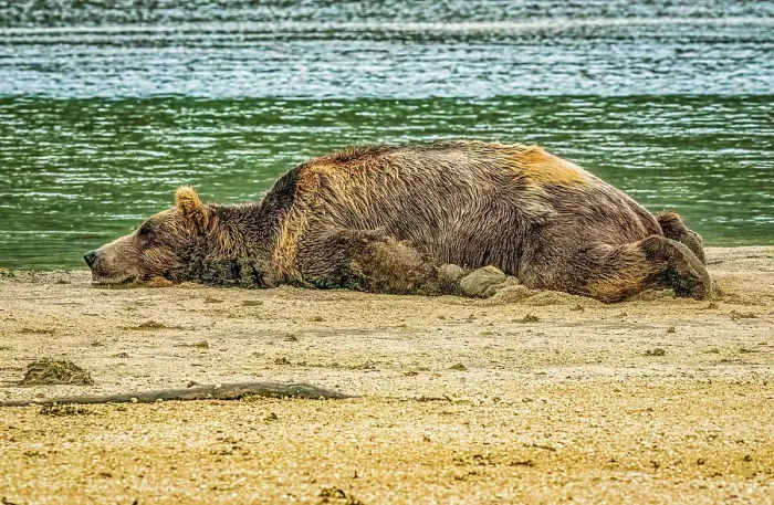 Framed Print : Katmai National Park and Preserve, Alaska. Portrait of large male brown bear sleeping after eating his fill of salmon during the fall salmon run Framed Print : Katmai National Park and Preserve, Alaska. Portrait of large male brown bear sleeping after eating his fill of salmon during the fall salmon run